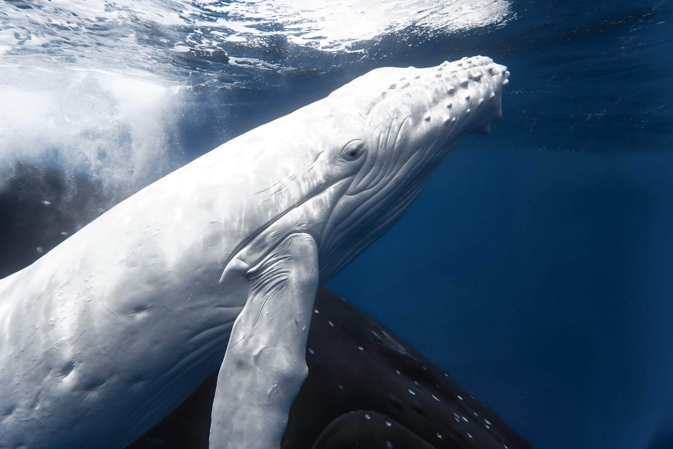white whale calf