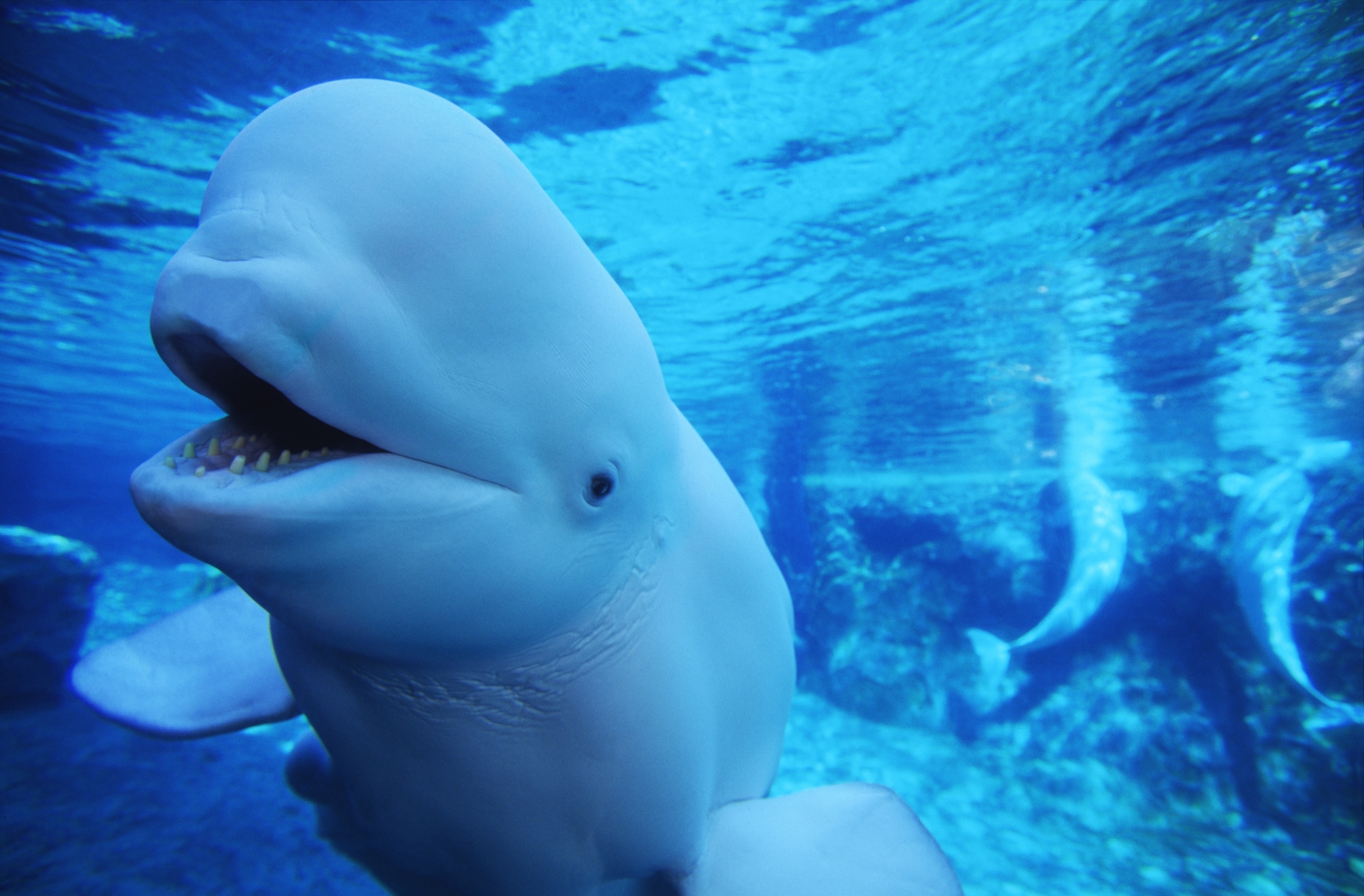 The Great White Whale Fight