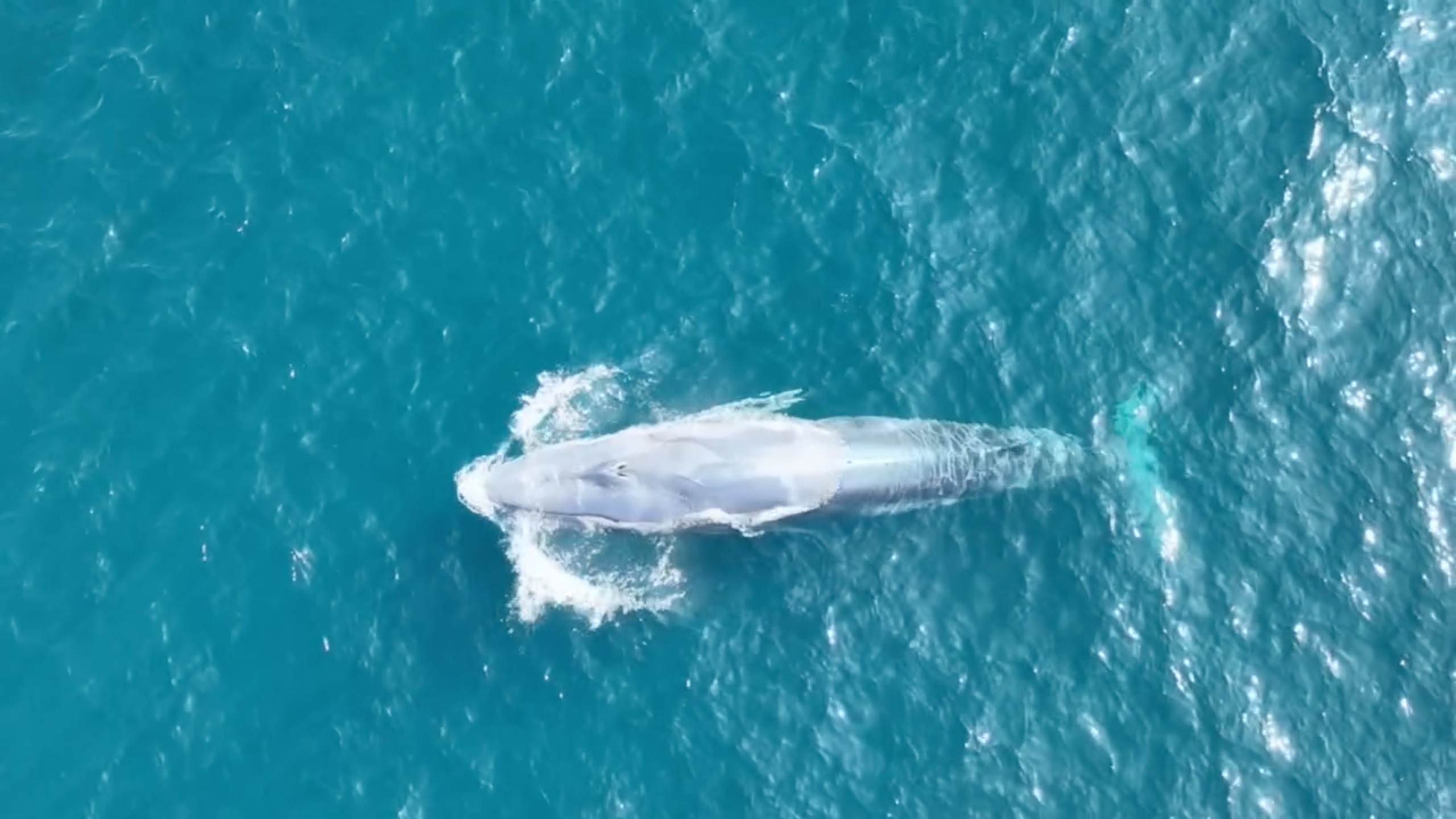 Whale spotted off coast of Thailand