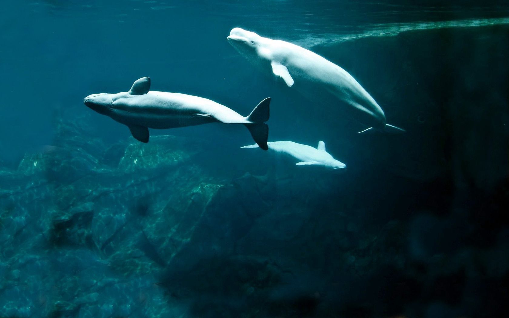 Download White Whales wallpaper