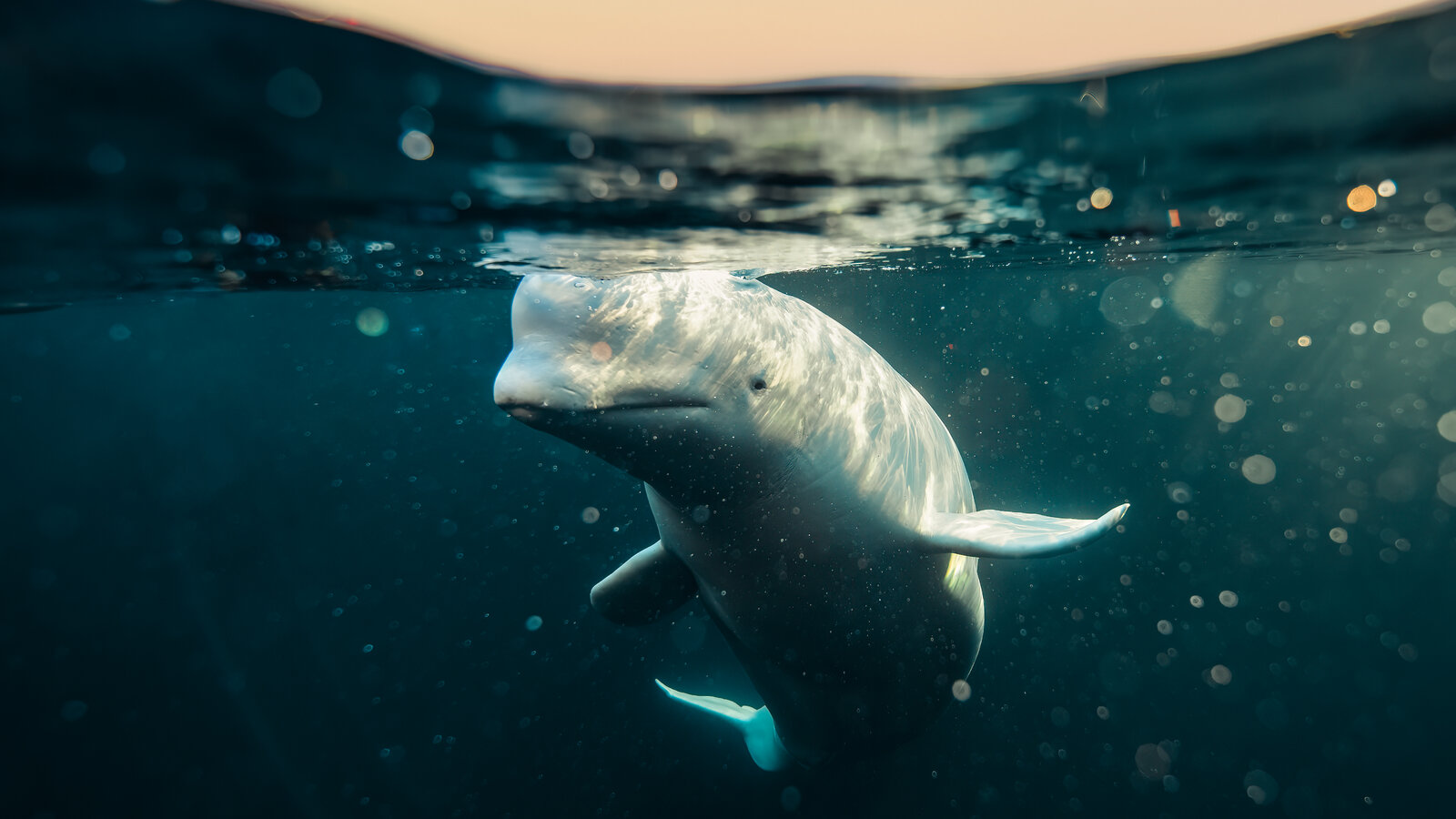 Hvaldimir, the Whale Who Went AWOL