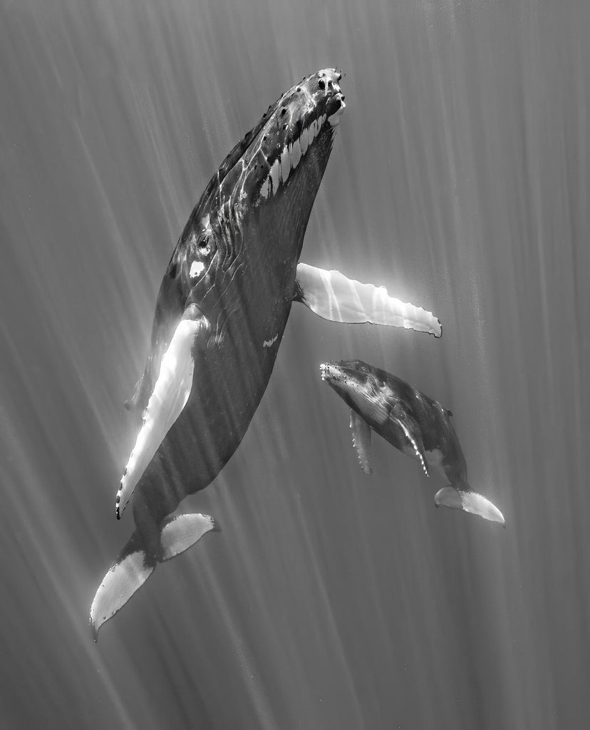Photographing Humpback Whales in Moorea