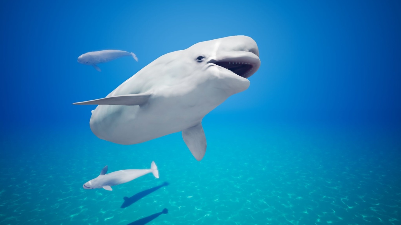 Beluga Whale