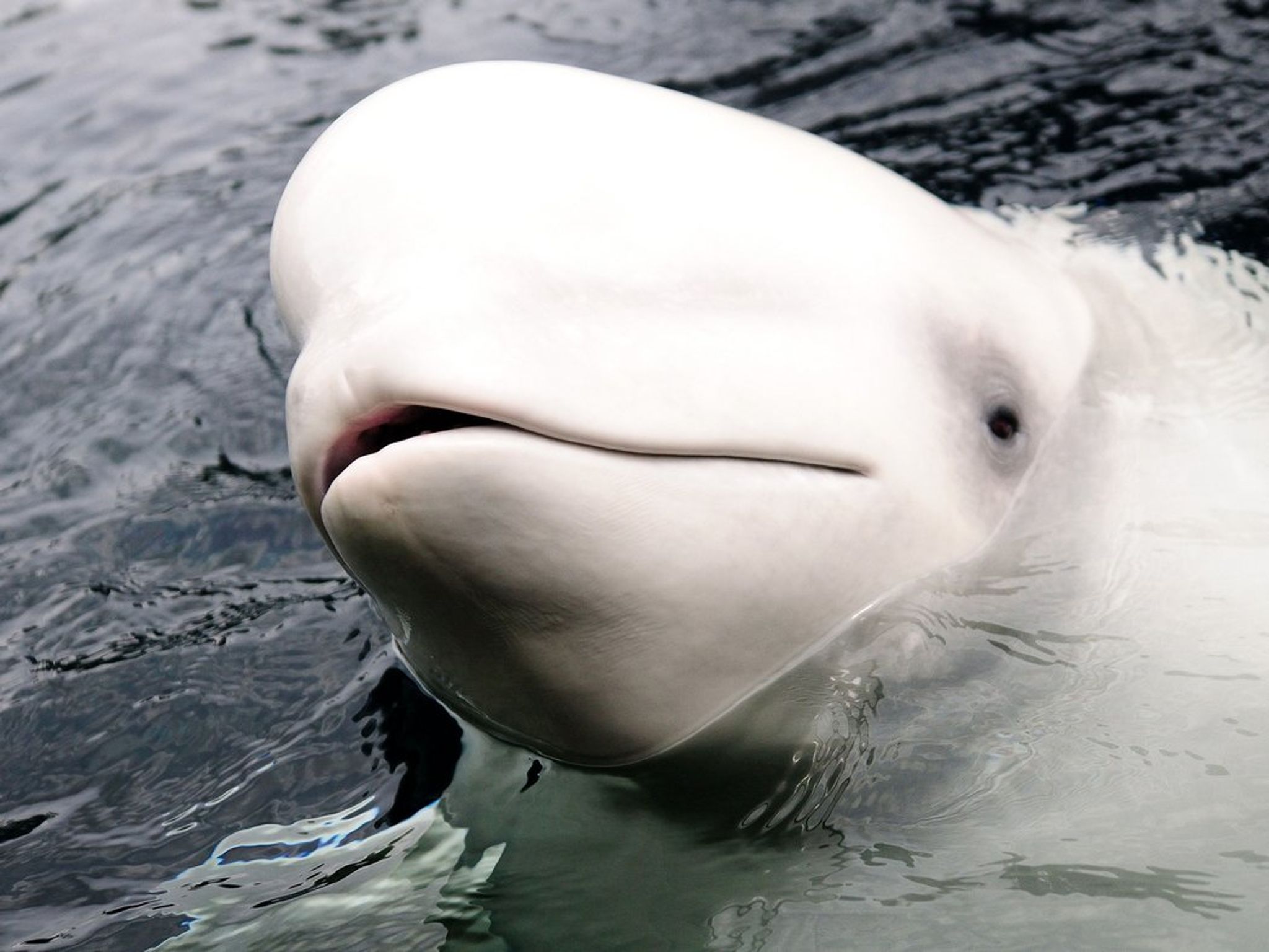 Where to See the Biggest Whales In