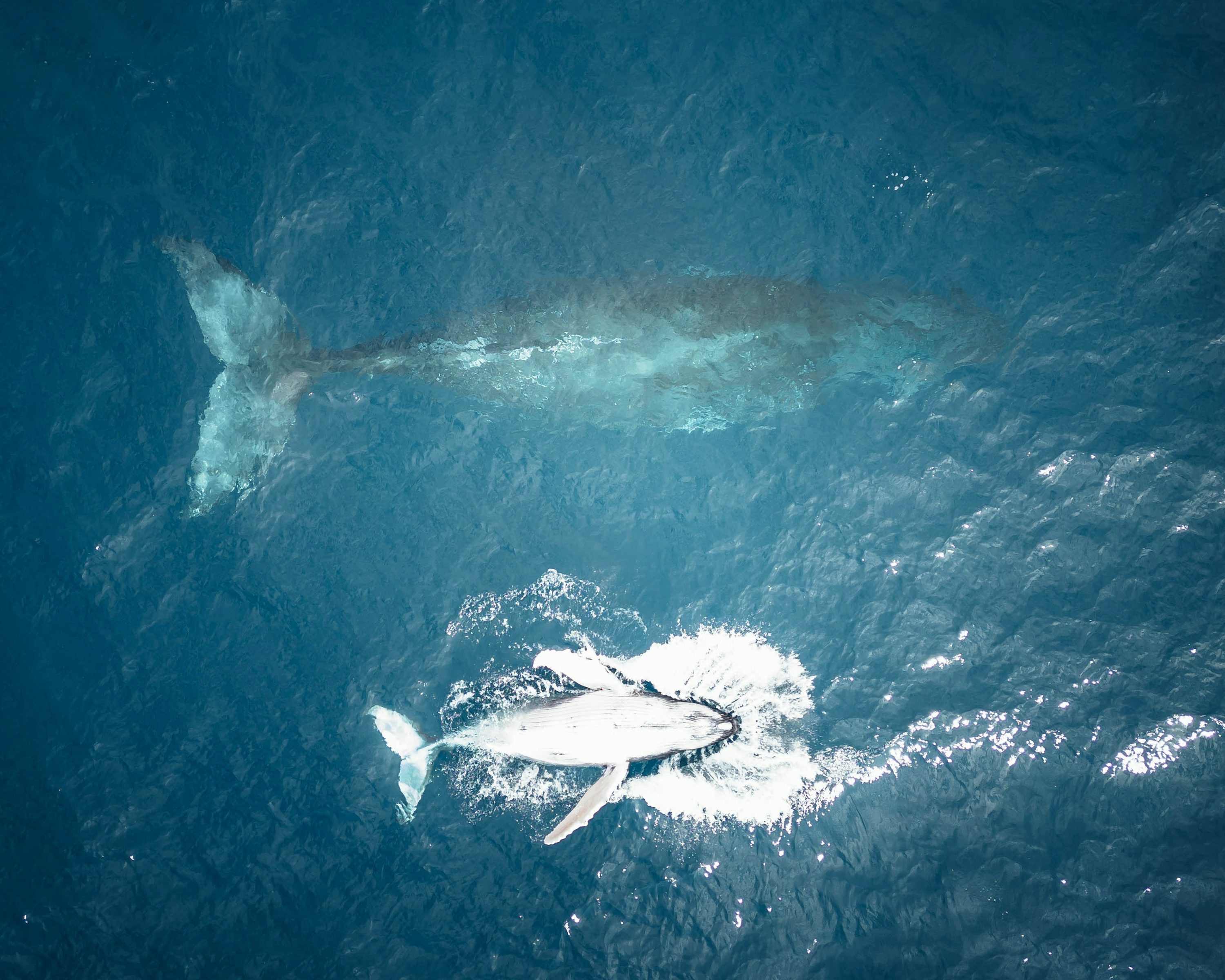White Whale Picture. Download Free