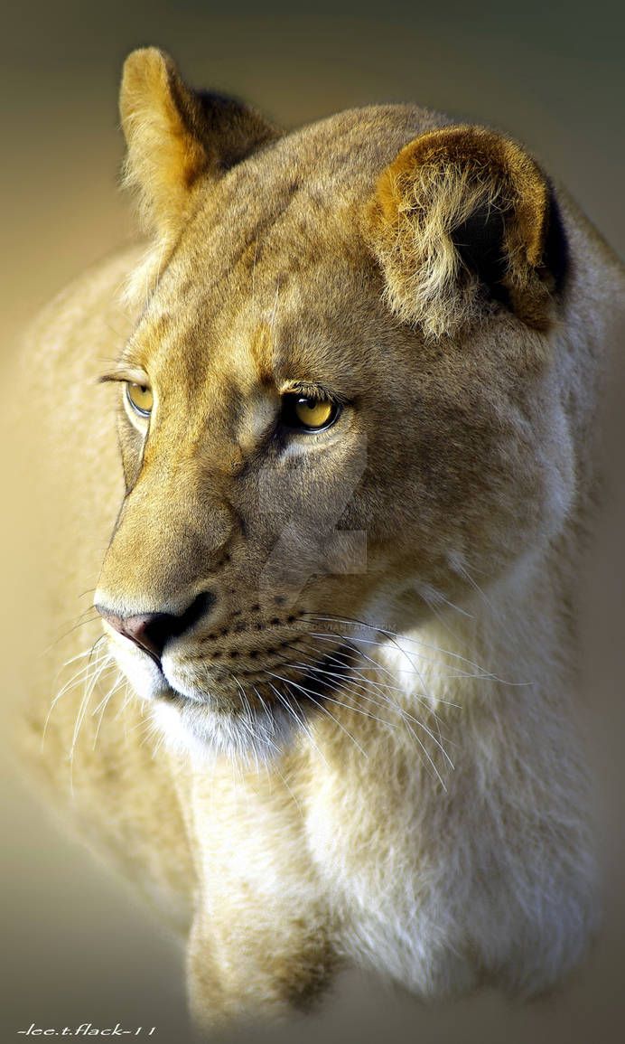 Beautiful Lioness Close Up Photo
