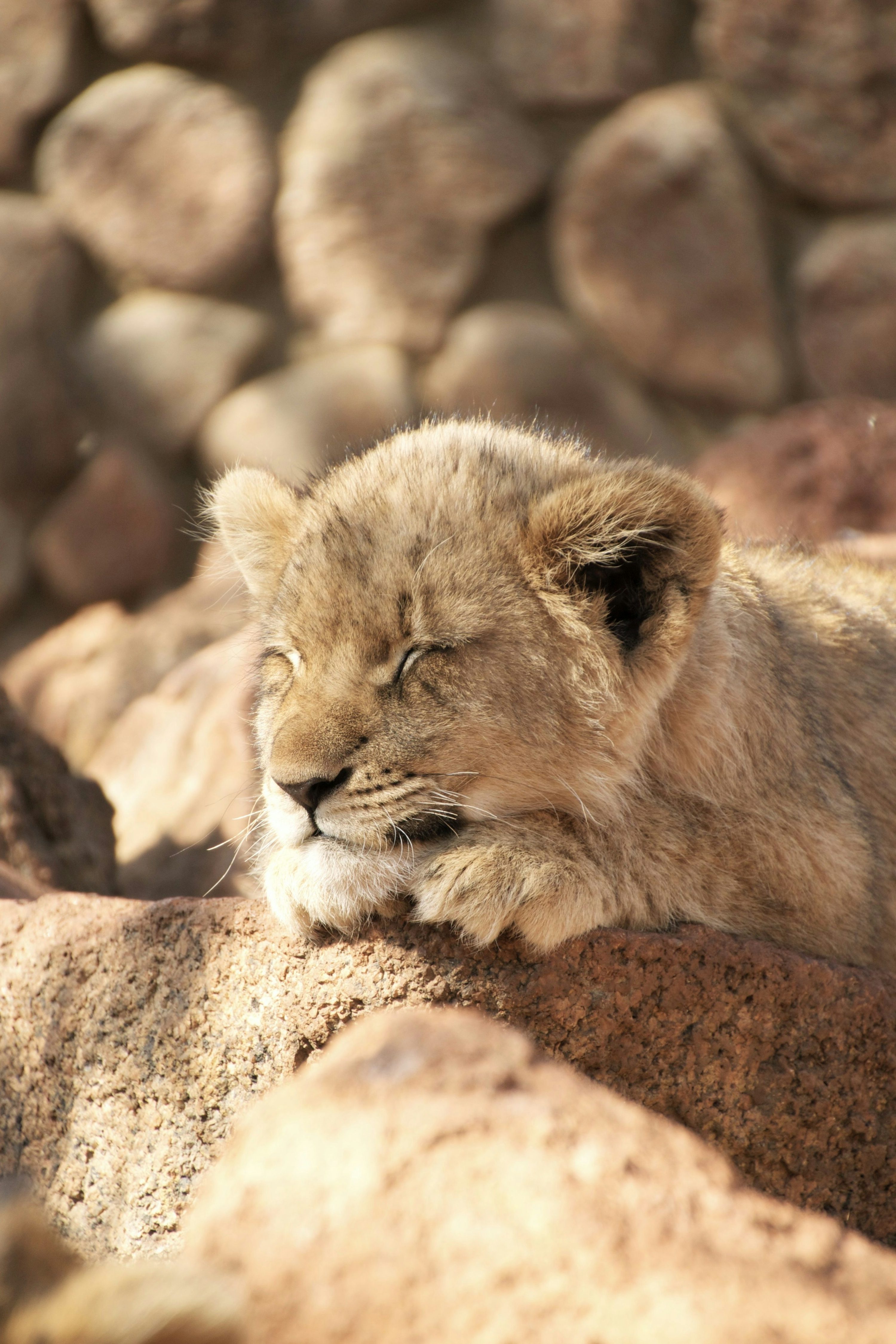 Lion Cub Picture. Download Free