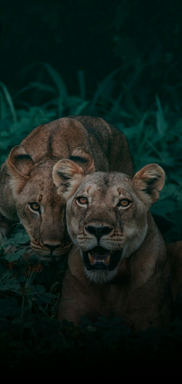 dark Wallpaper, lion