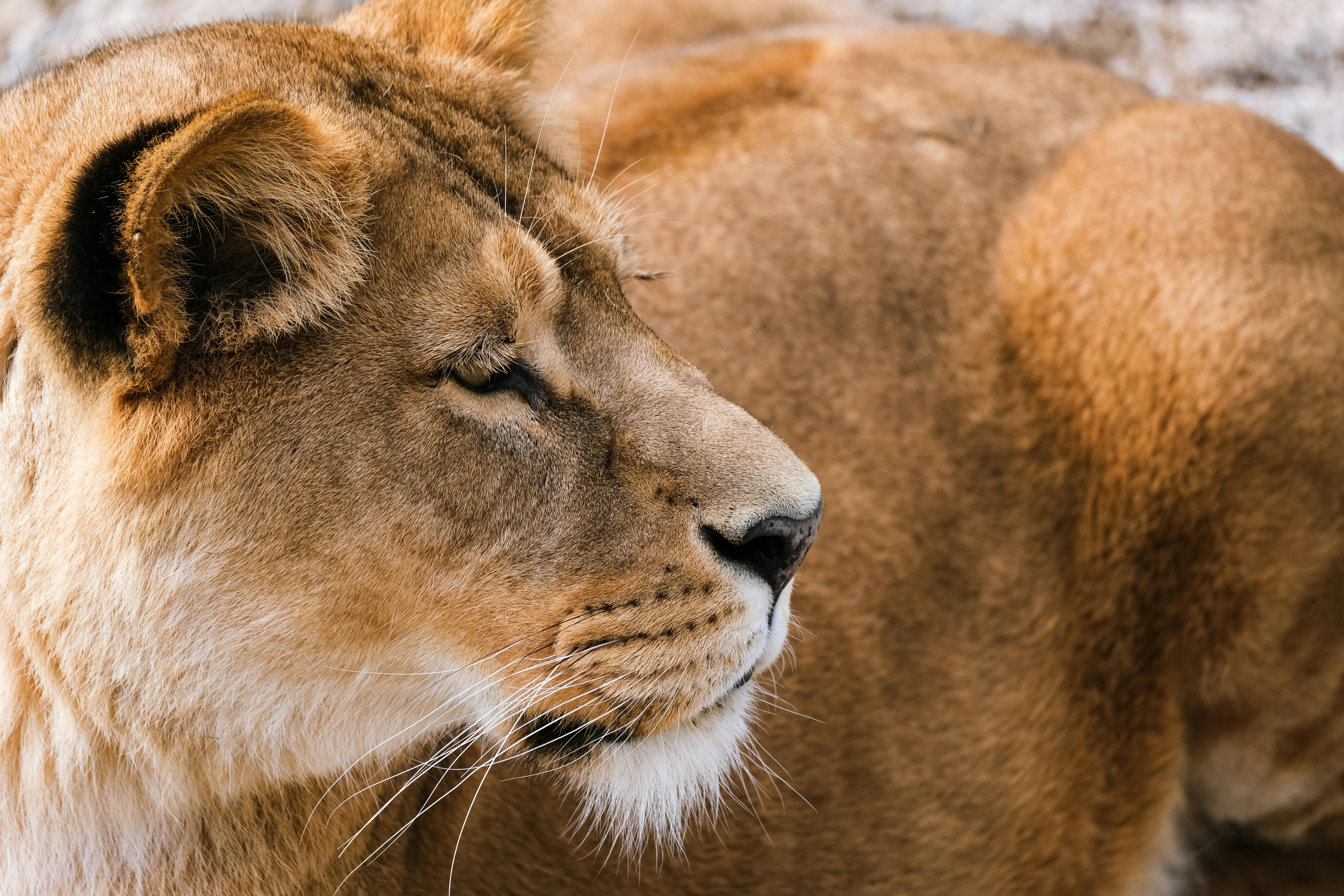 Lioness Lying on the Ground · Free