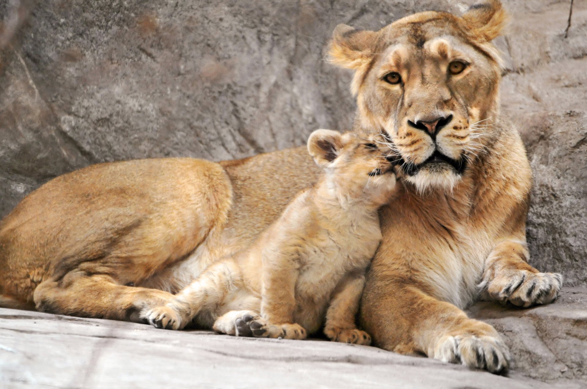 Majestic Lions: Heartwarming HD