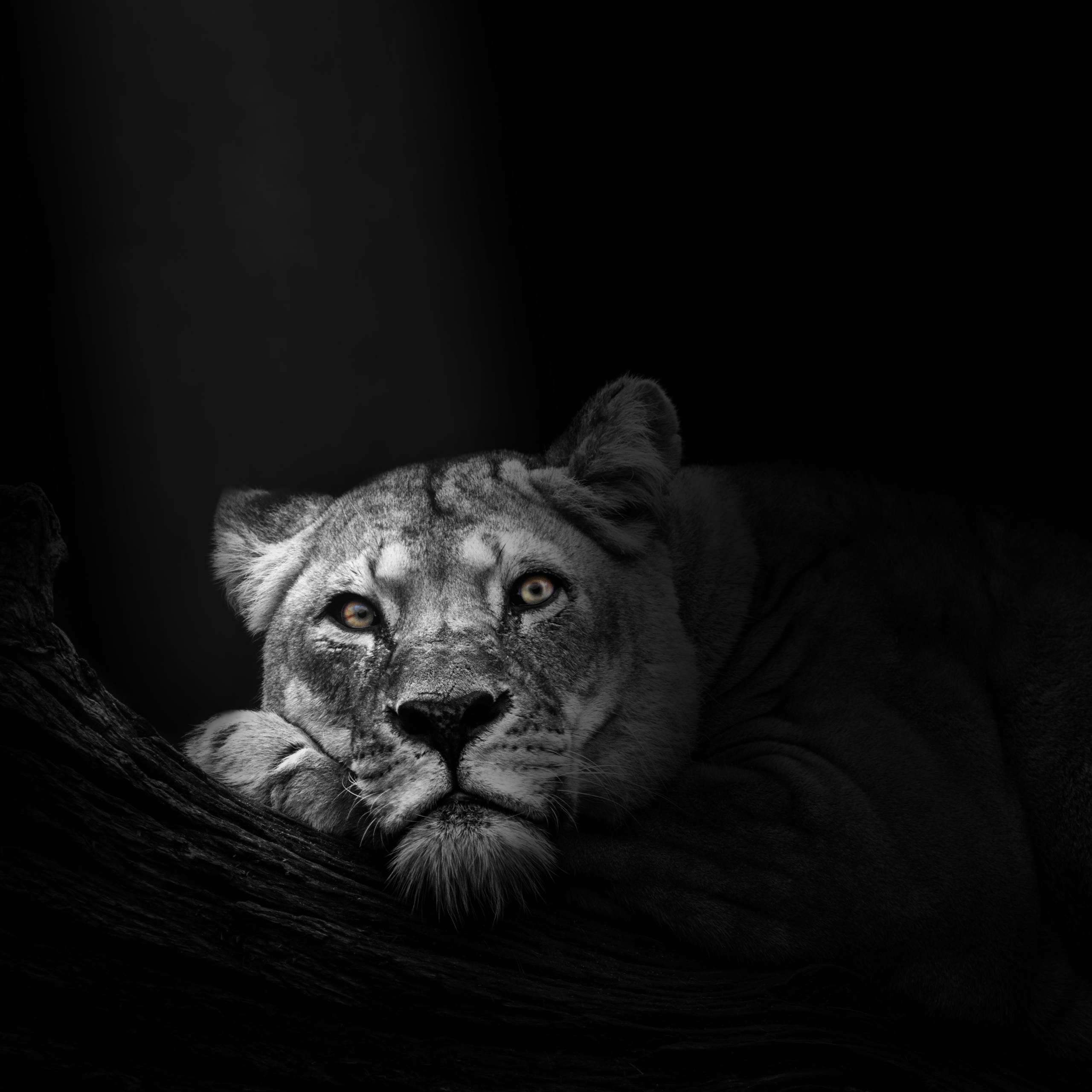 Lioness Wallpaper 4K, African, Predator