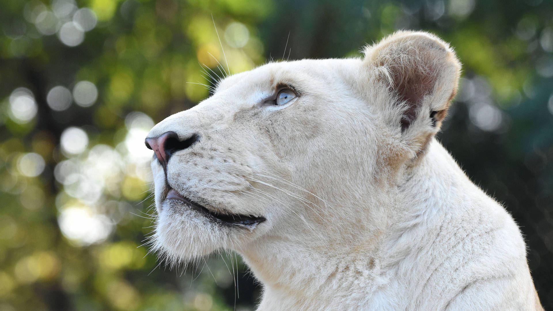 White Lion Picture