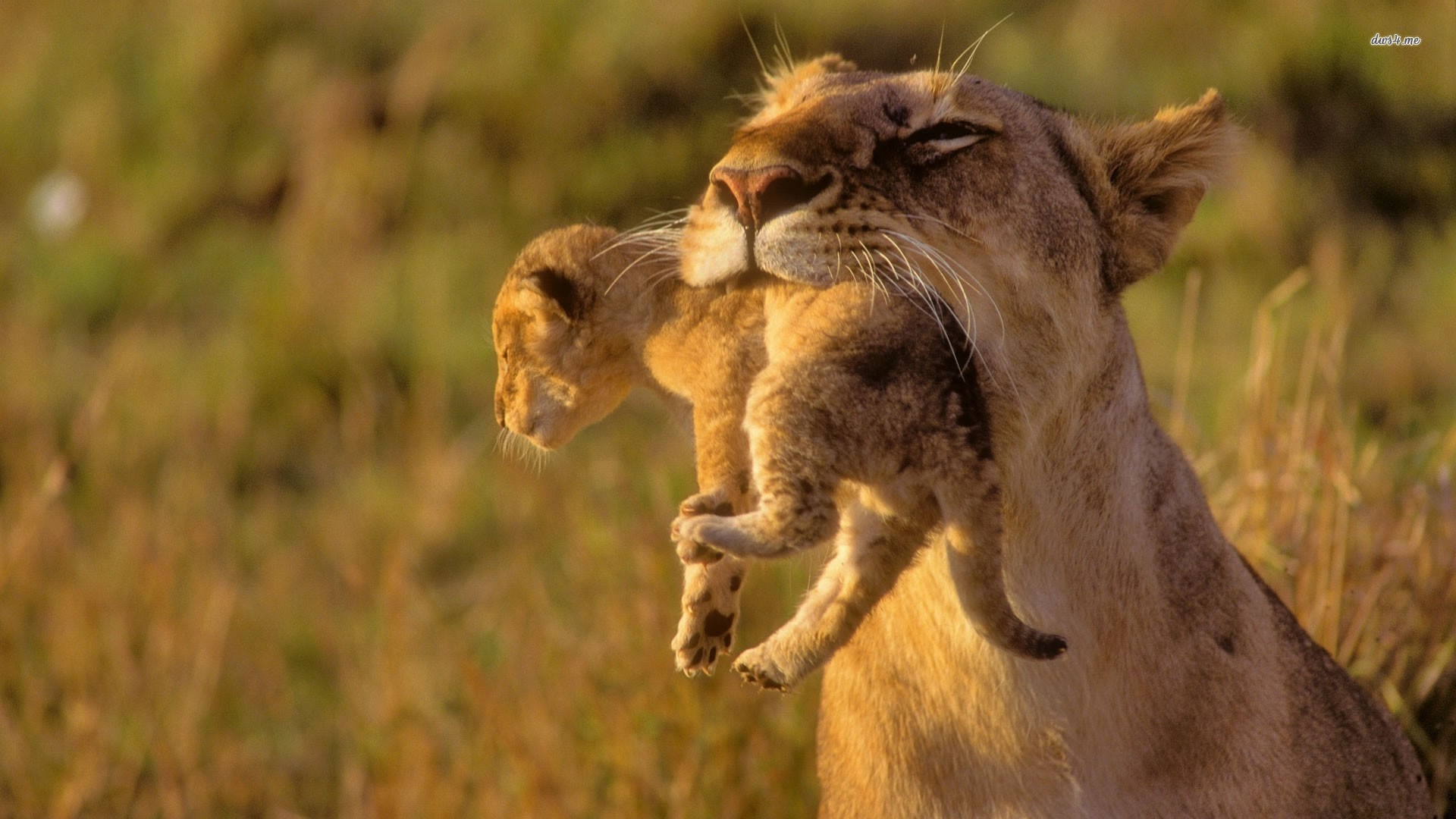 Majestic Lioness with Cub HD