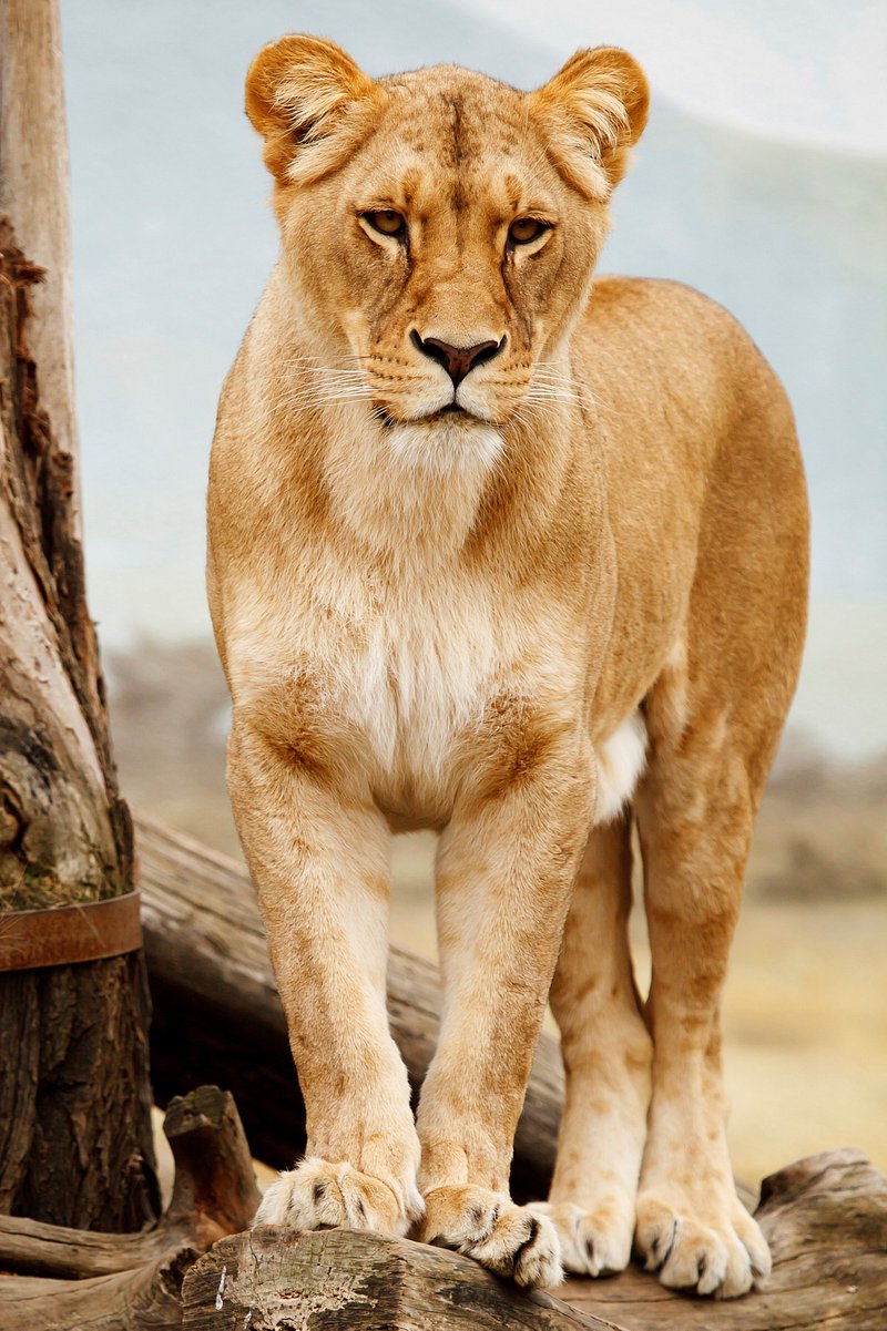 Lioness Image. Free Photo, PNG