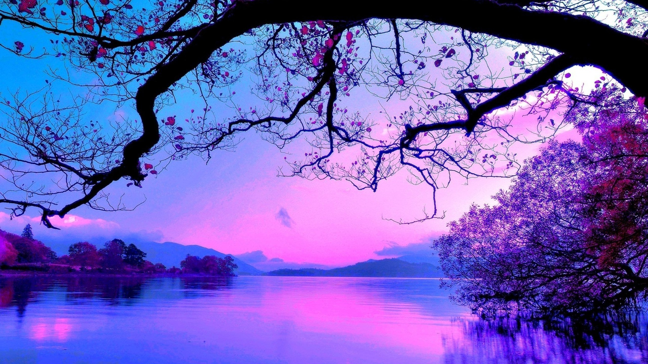 Blue and Purple sunset 2560 × 1440