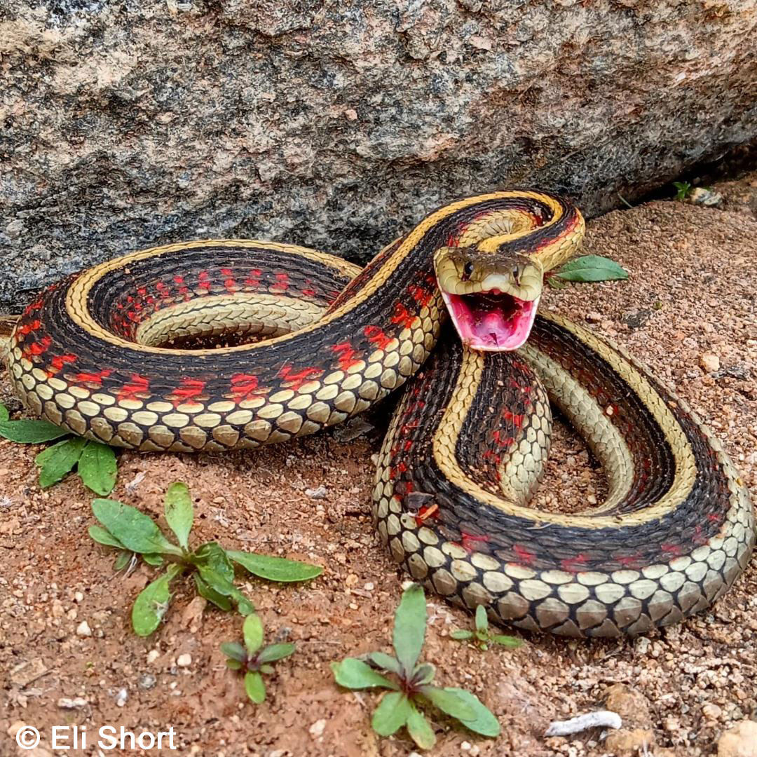 South Coast Gartersnake