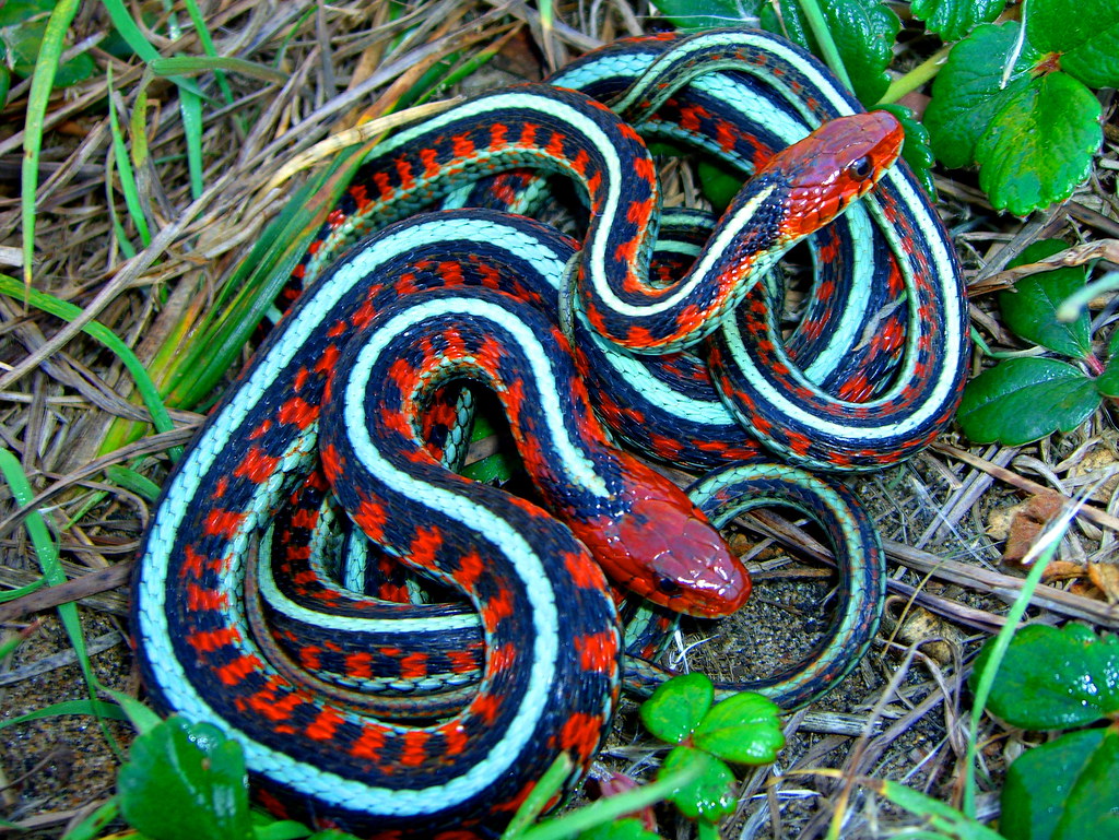 Mating, Thamnophis sirtalis infernalis