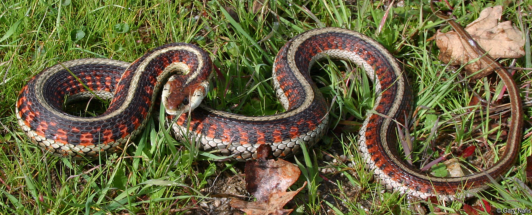 Thamnophis sirtalis infernalis