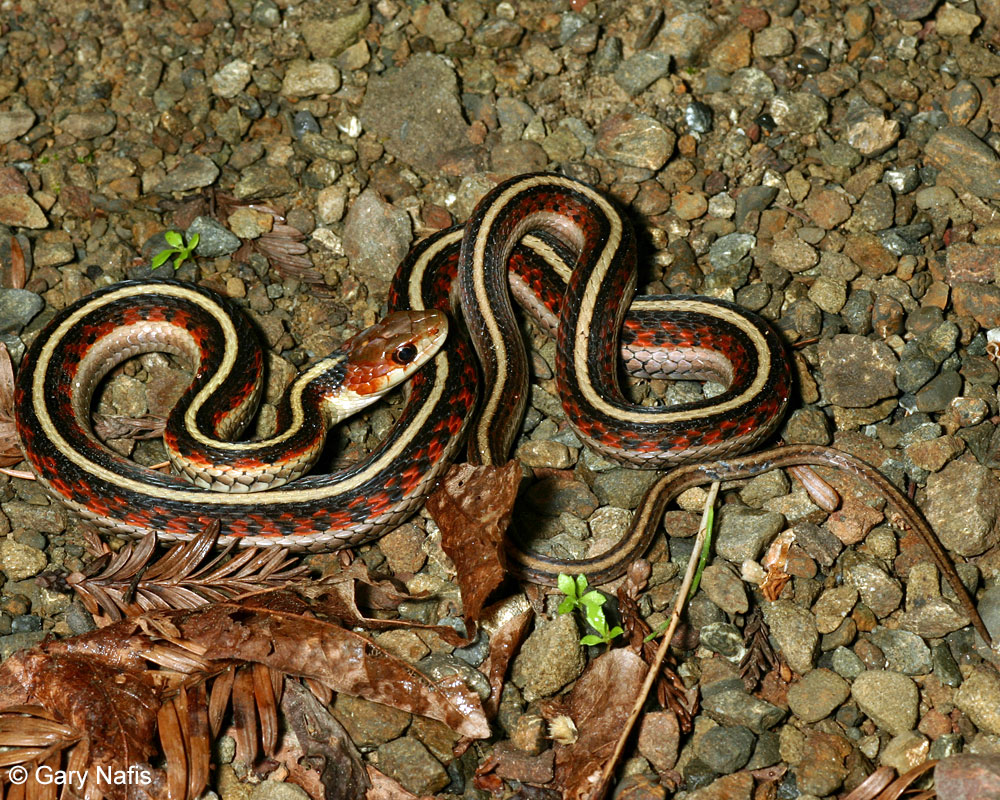 Thamnophis sirtalis infernalis