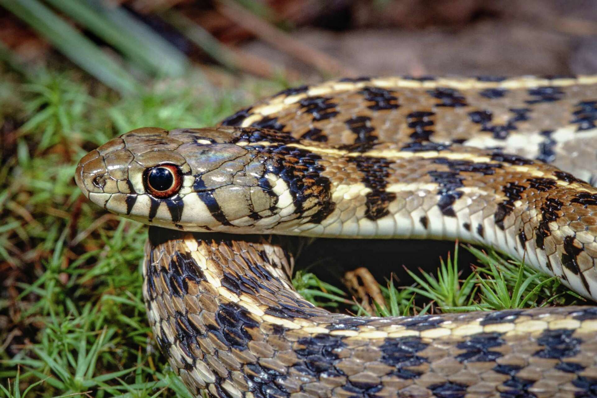 Checkered garter snake a gentle