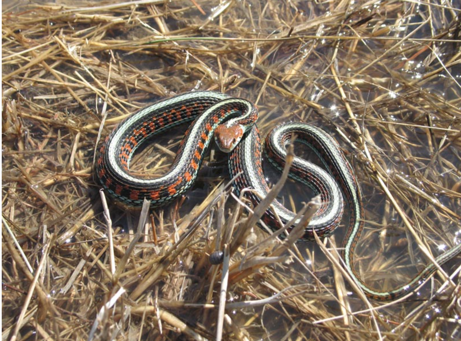 Intergrade Gartersnake. Conservation
