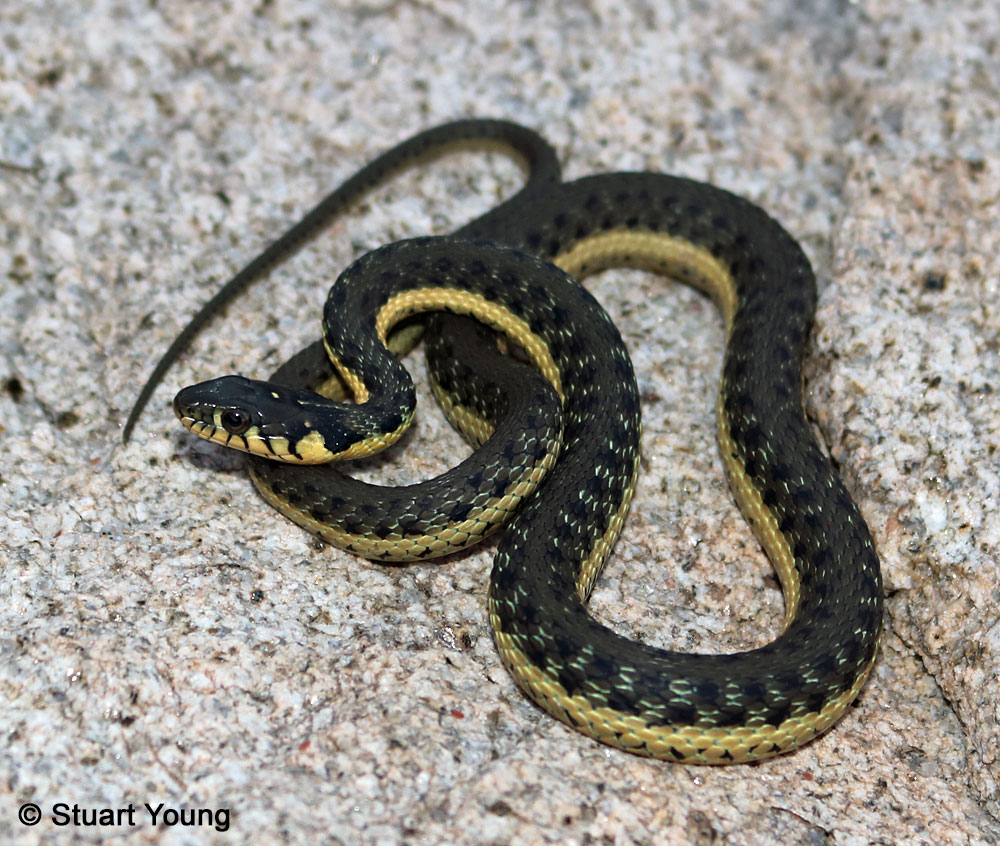 Two Striped Gartersnake