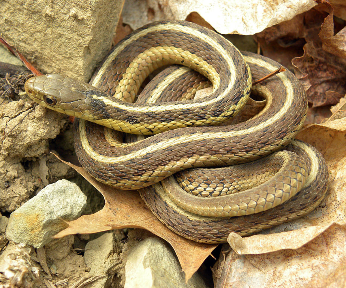 Ribbon and Garter Snakes