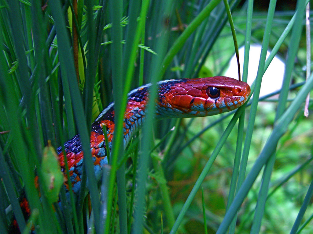 California Red Sided Garter Snake