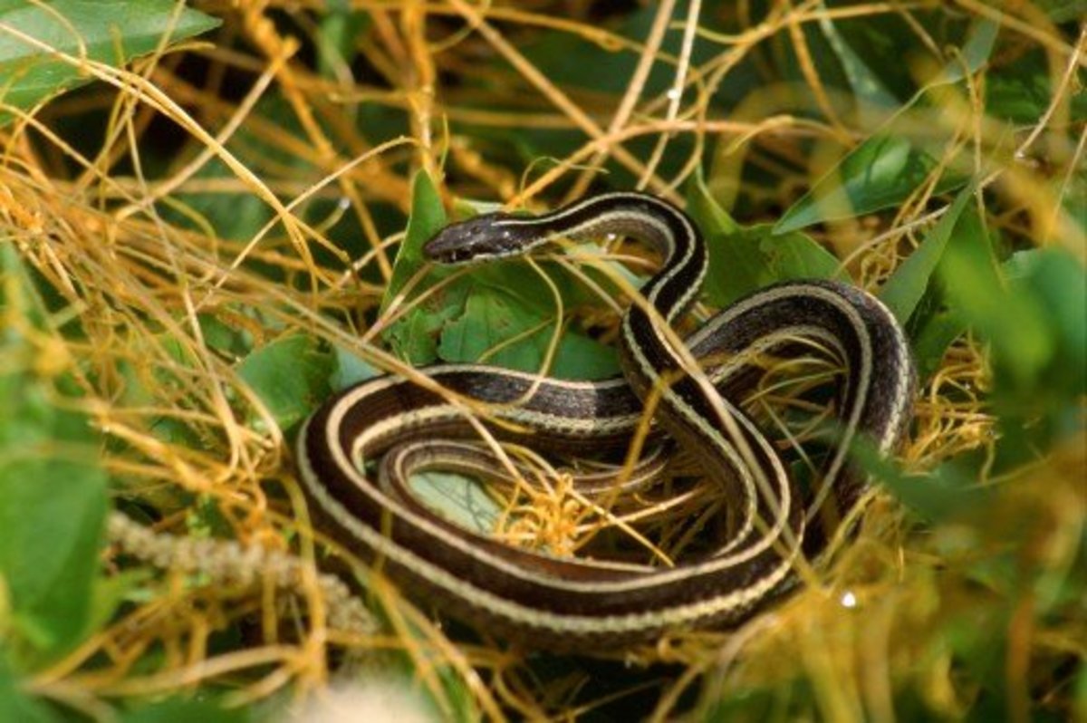 Ribbon and Garter Snakes