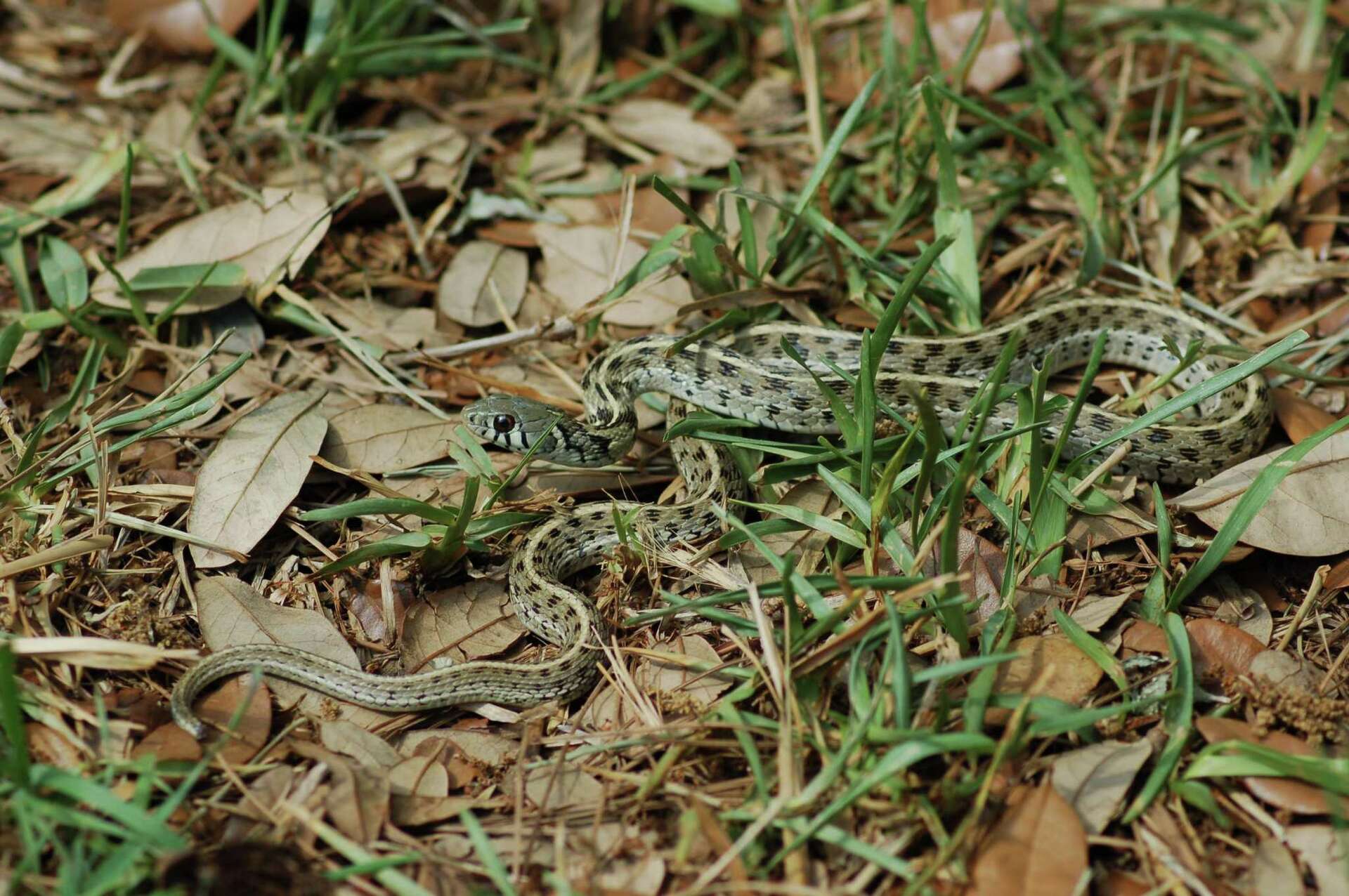Checkered garter snake a gentle