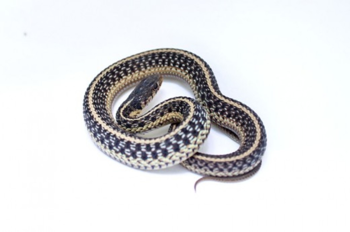 Ribbon and Garter Snakes