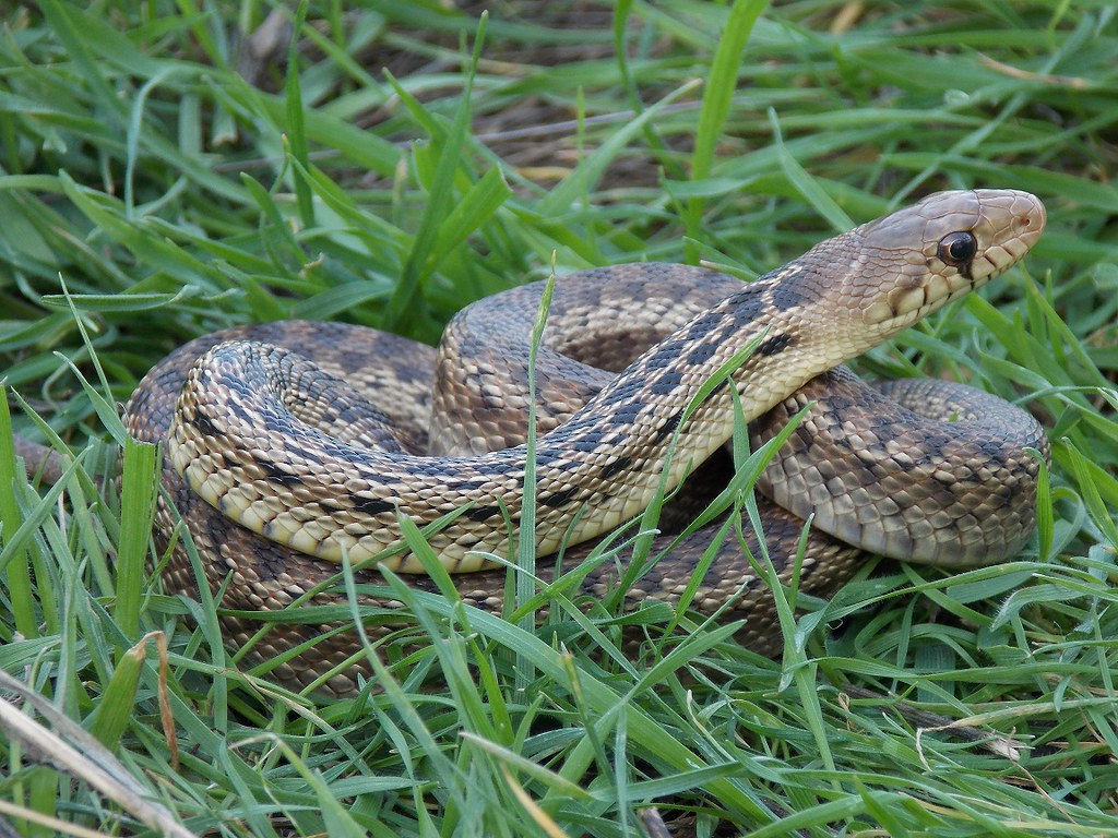 San Diego Gopher Snake Pituophis