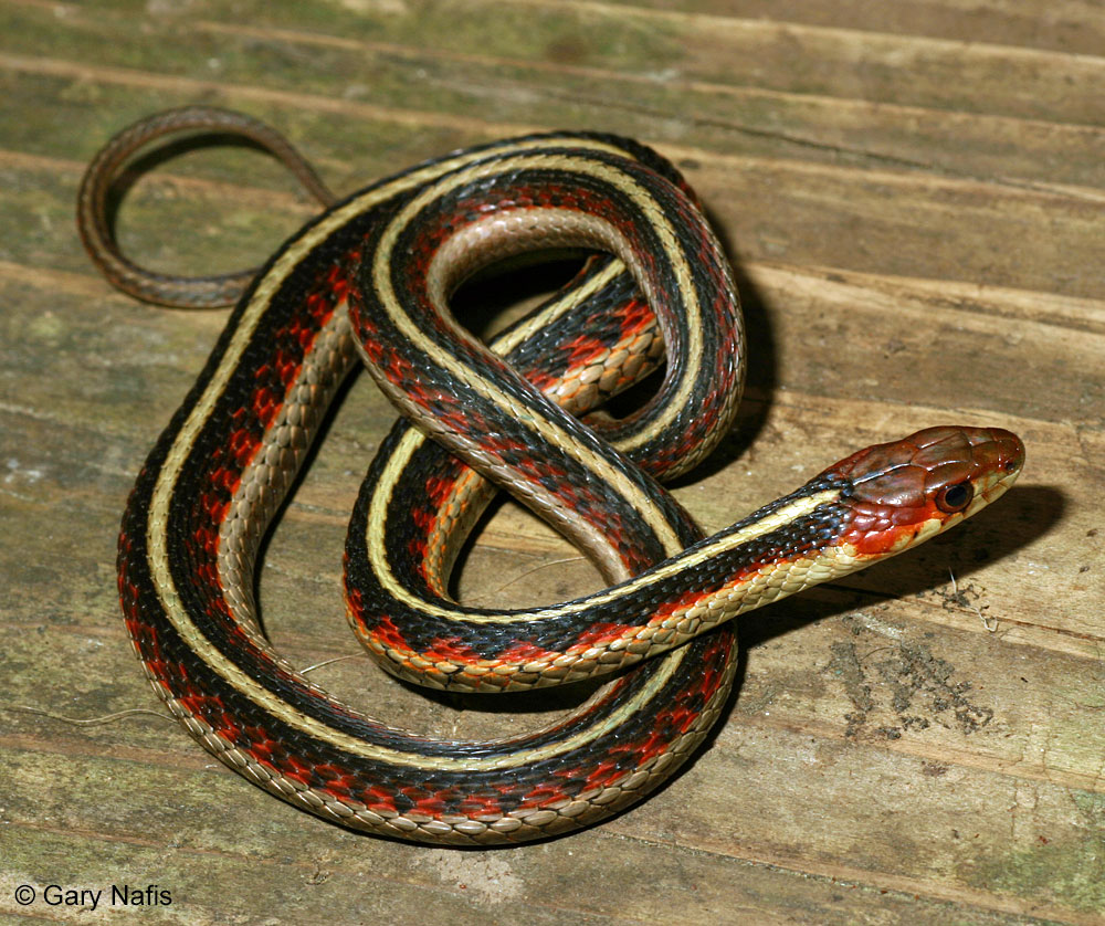 Identifying California Gartersnakes