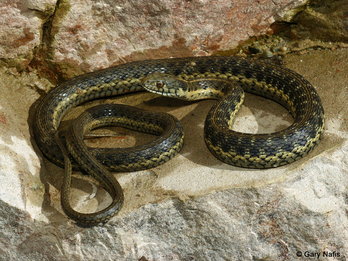 Identifying California Gartersnakes