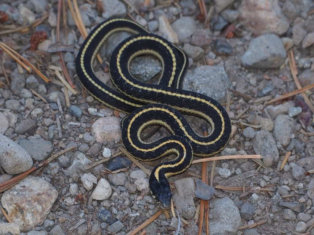 Snakes in Southern California- Pics