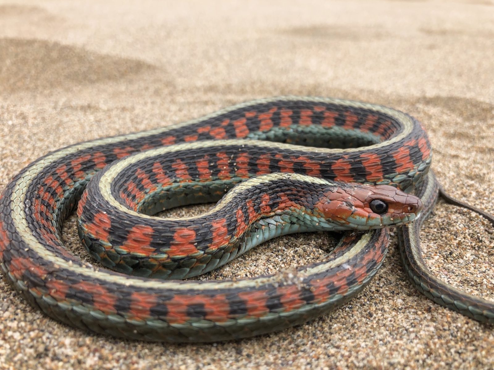 Take a peek at garter snakes