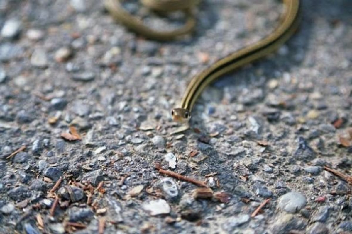 Ribbon and Garter Snakes