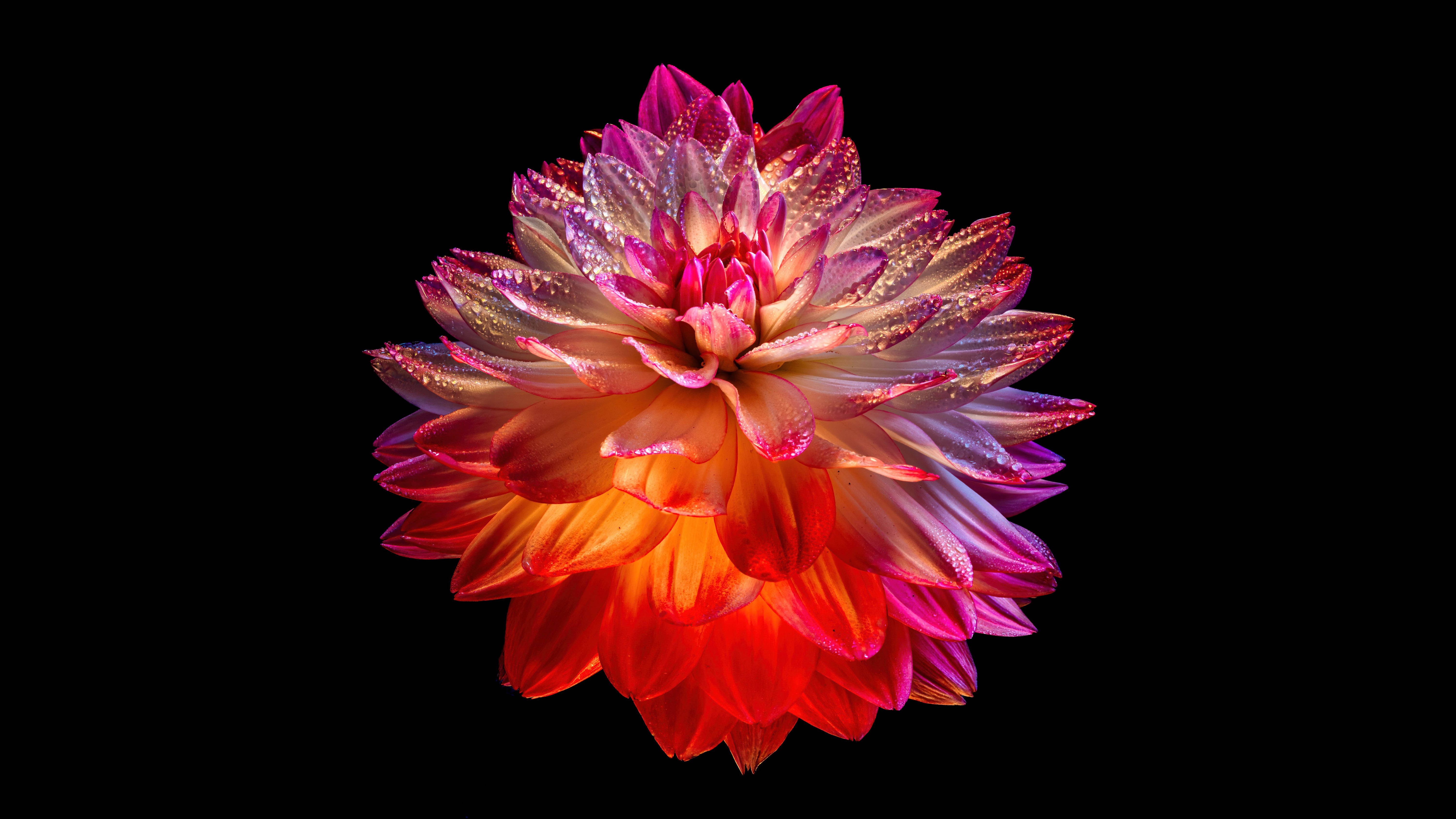 Dahlia flower Wallpaper 4K, Colorful
