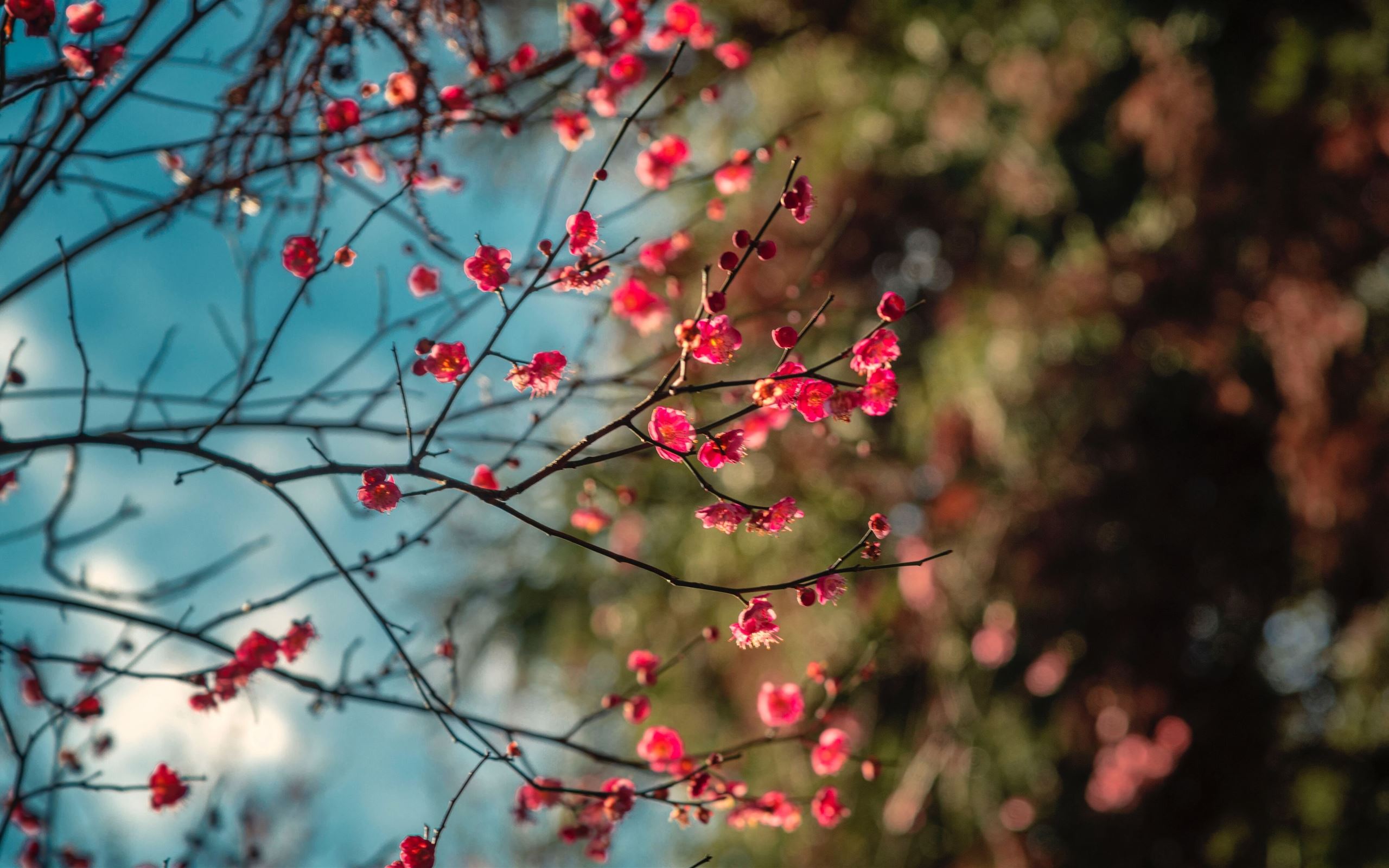 blossom petal flowers 8k MacBook Air