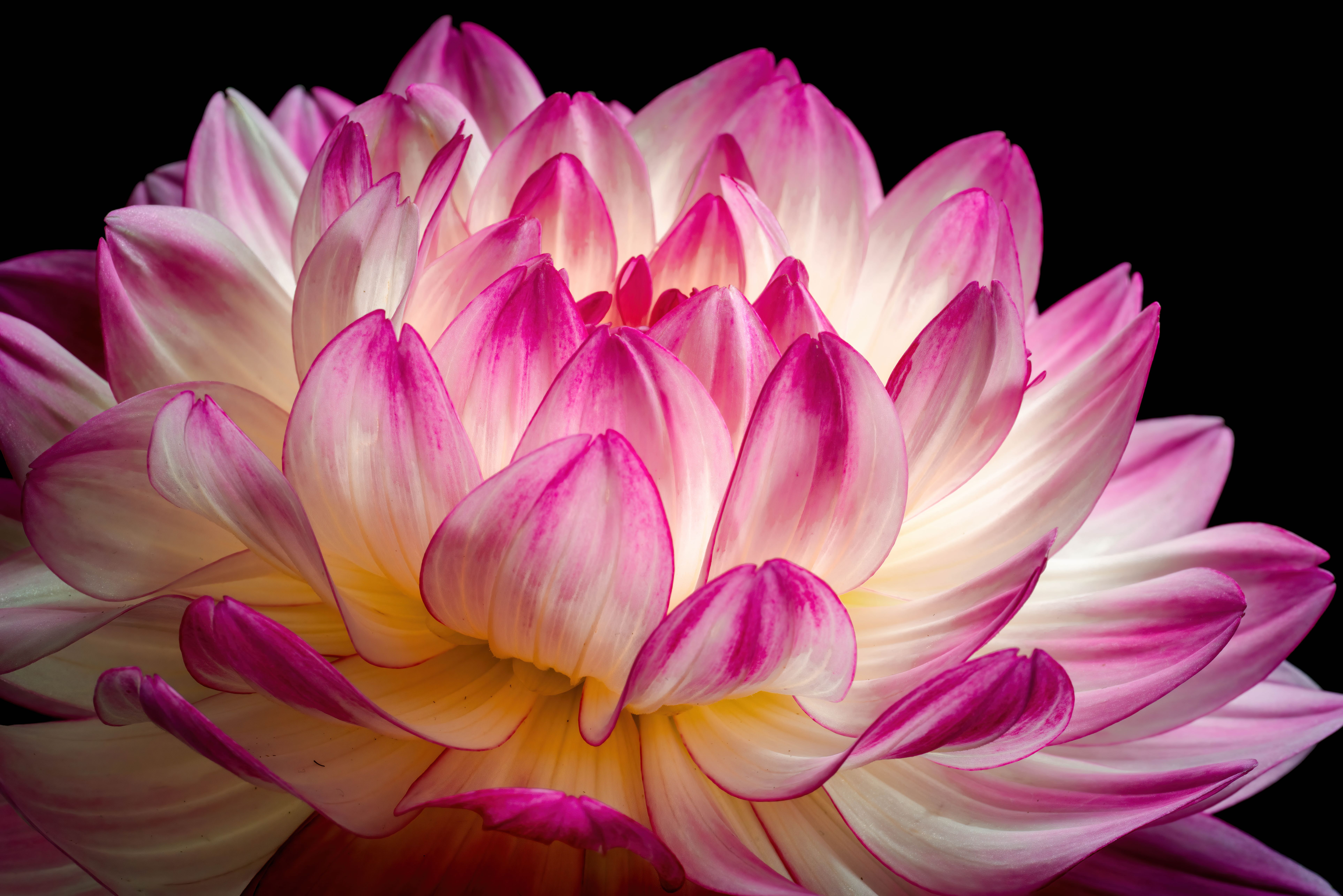Pink flower Wallpaper 4K, Dahlia flower