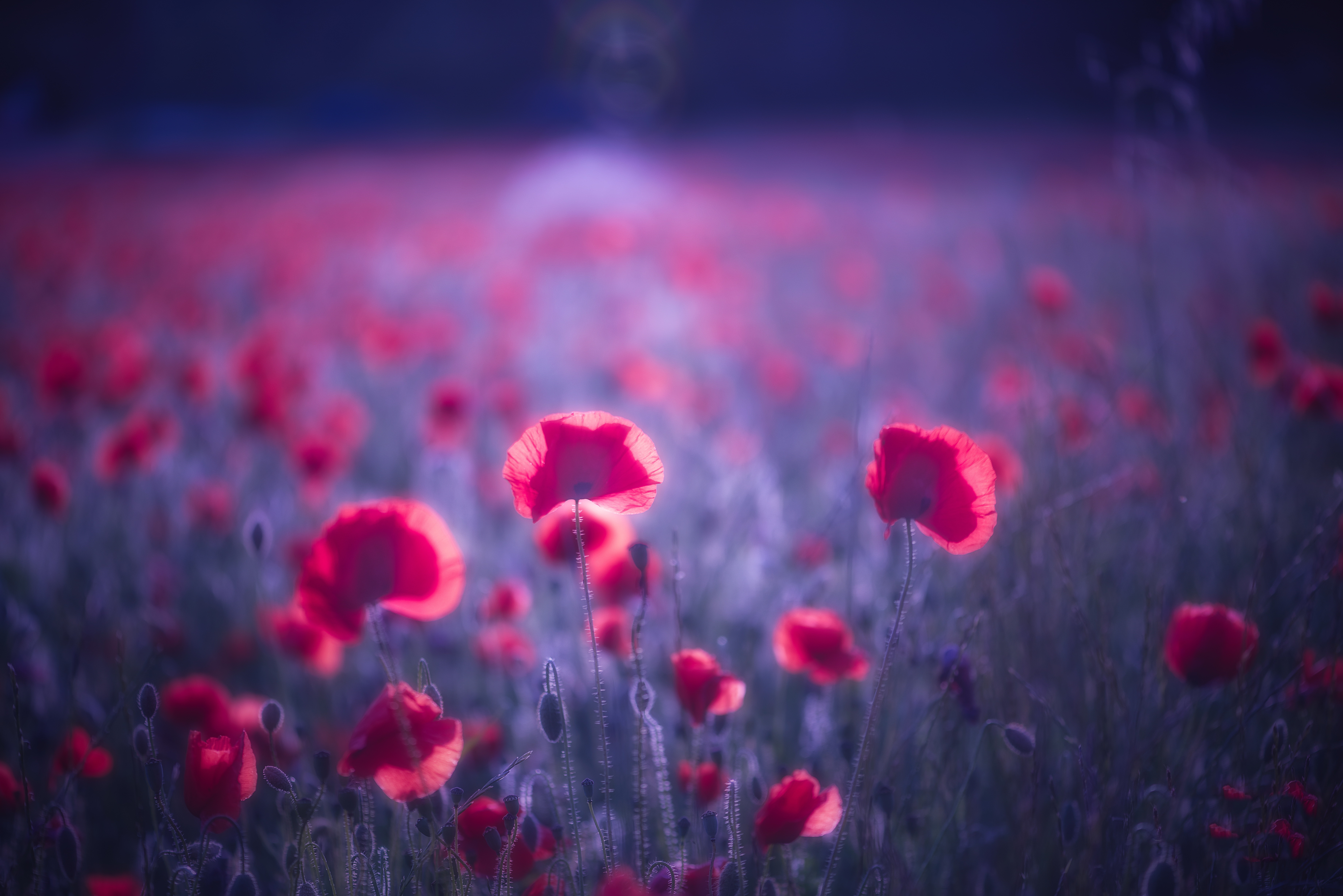 Poppy Flowers 8k Wallpaper, HD Flowers