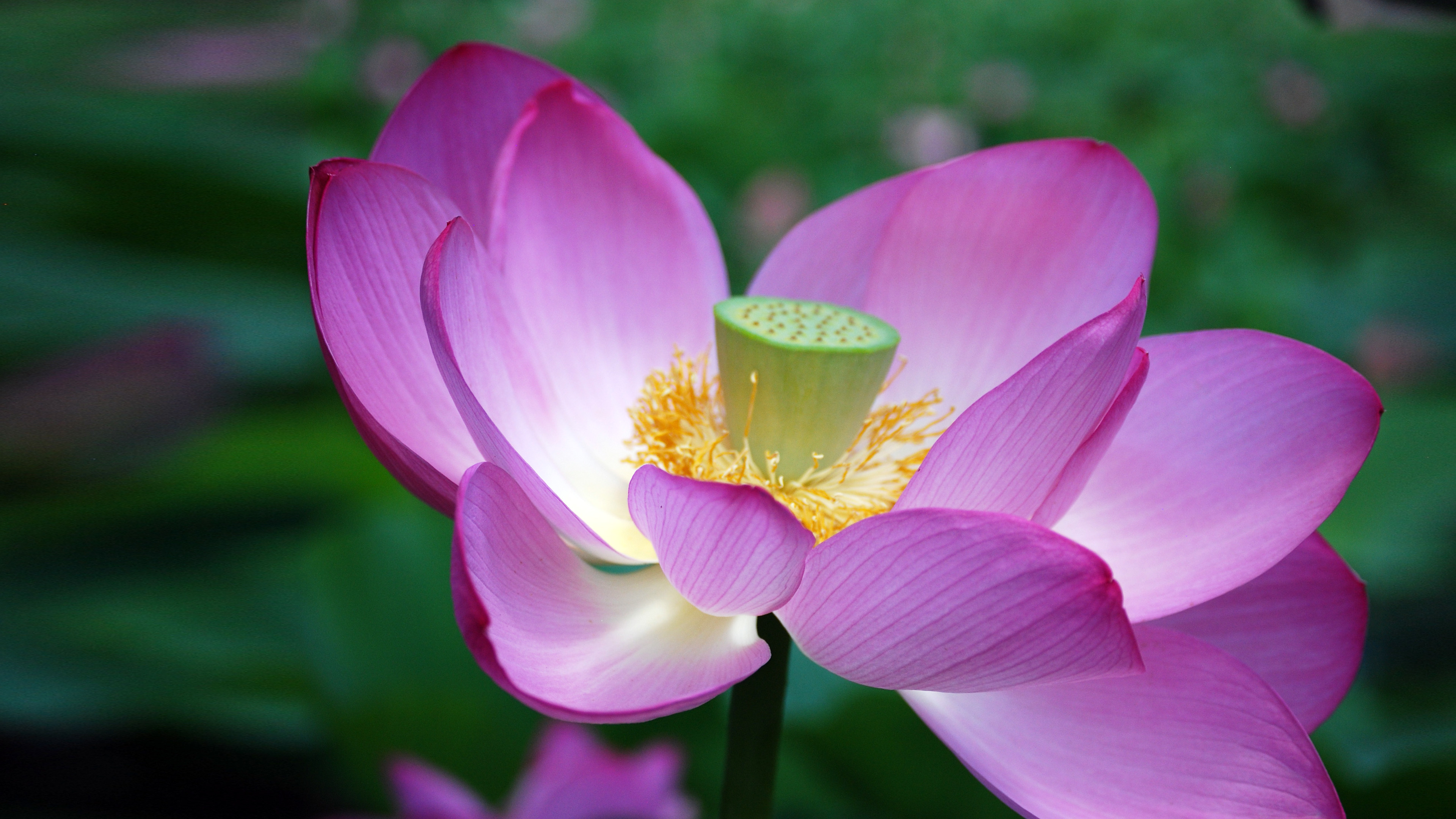Lotus (Flower) Wallpaper (