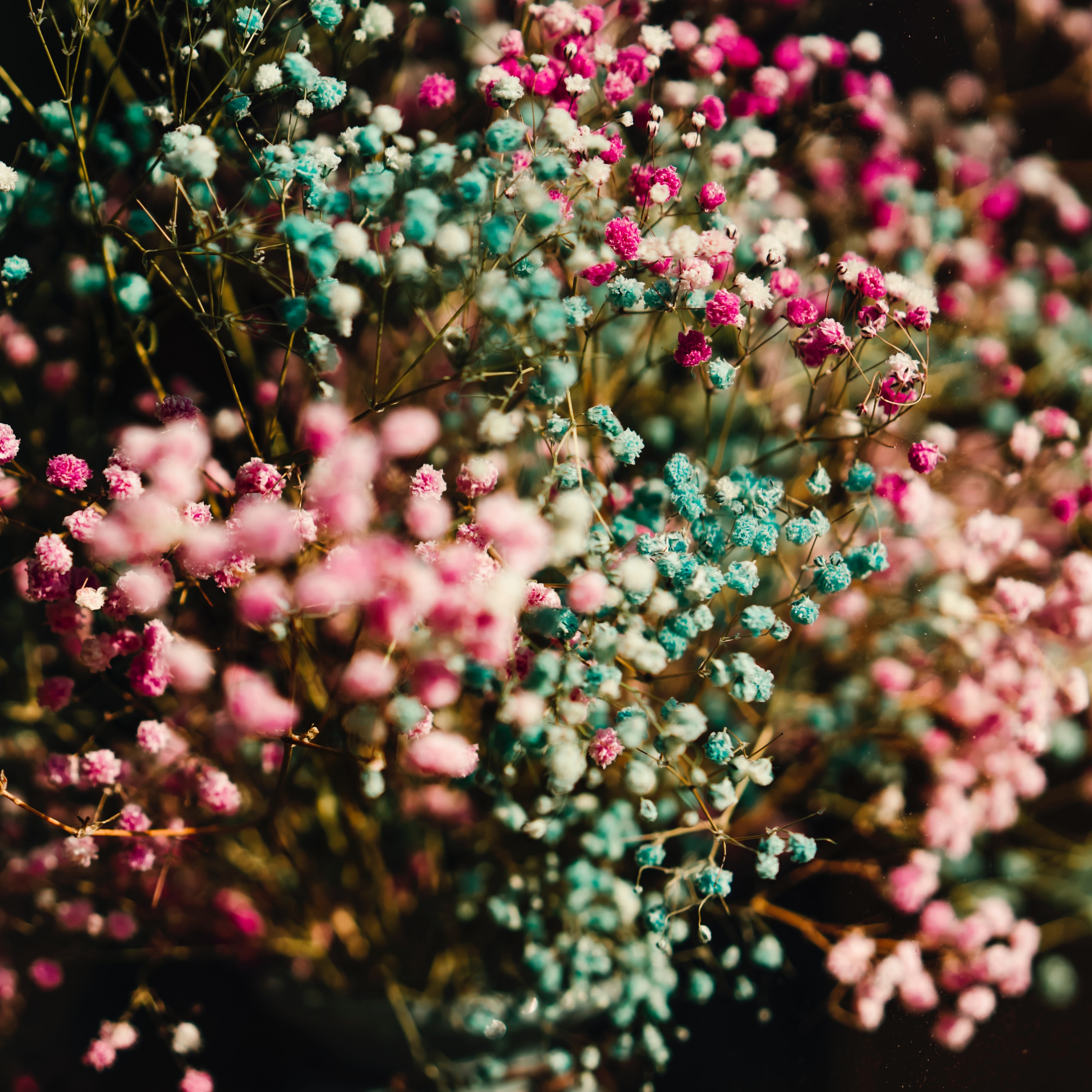 Colorful flowers Wallpaper 4K, Flower