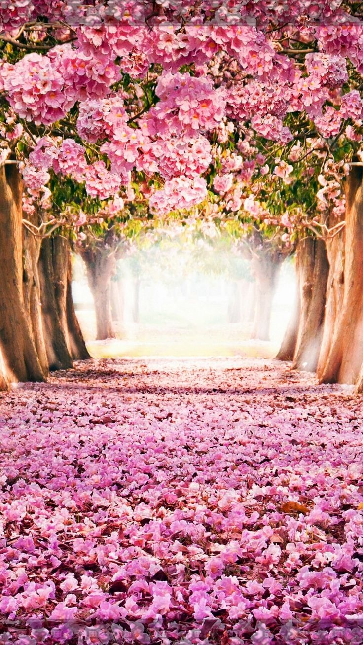 wallpaper iphone ios 16 spring