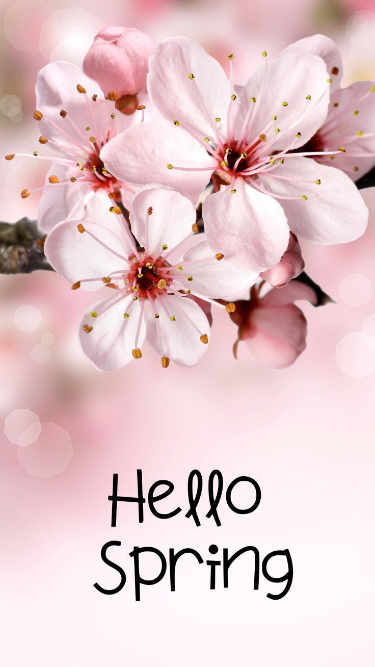 Spring Wallpaper for Your Phone