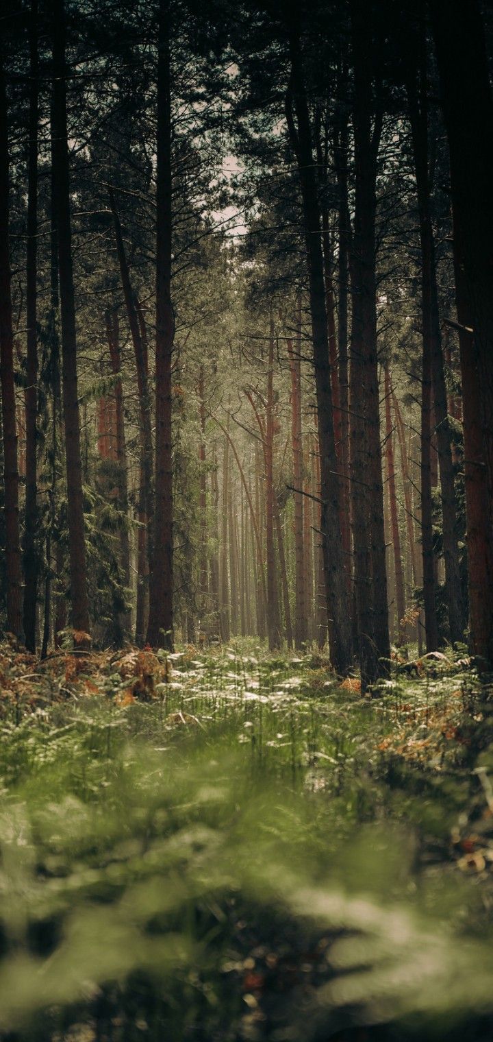 nature image. Forest wallpaper