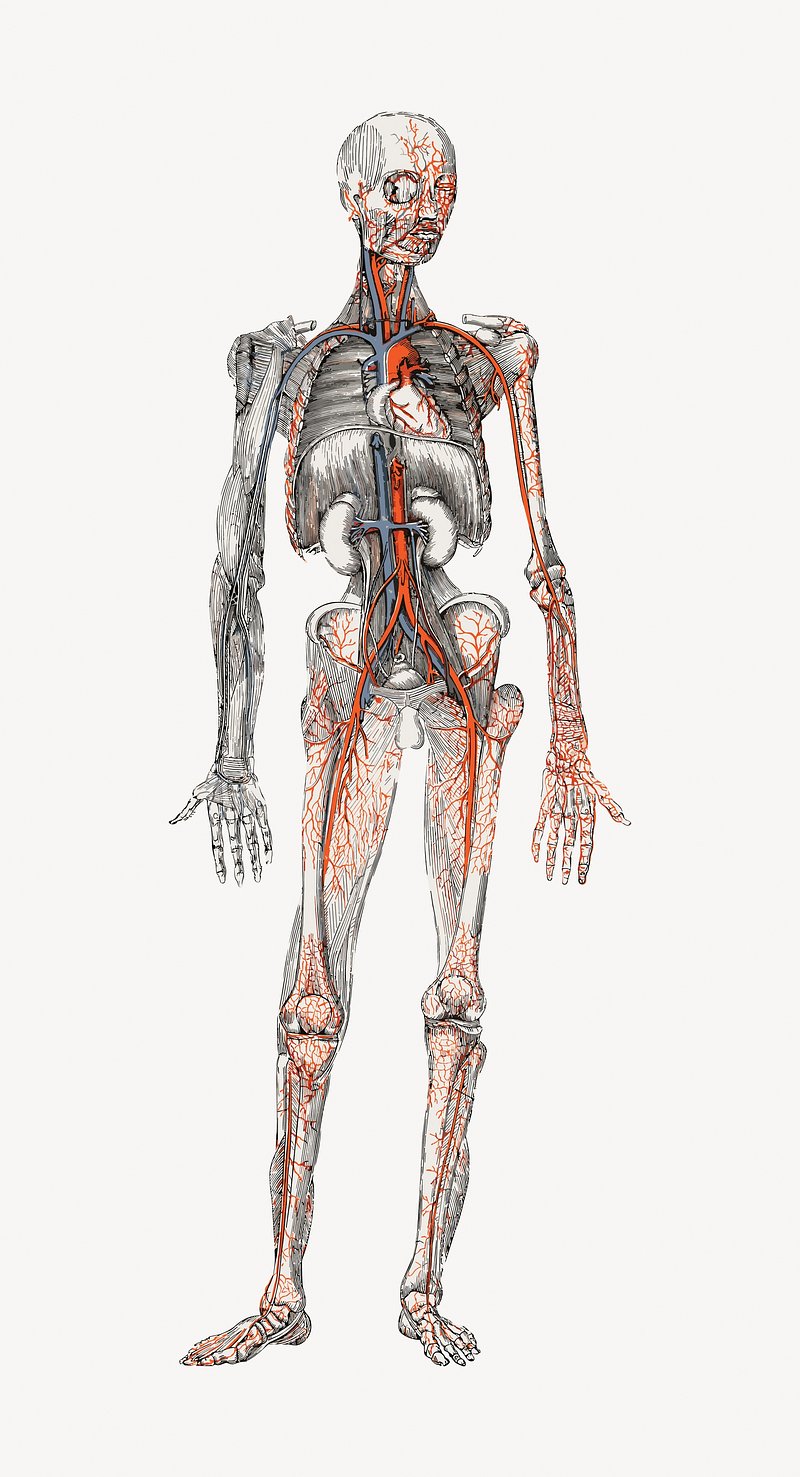 Free Photo, PNG Stickers, Wallpaper