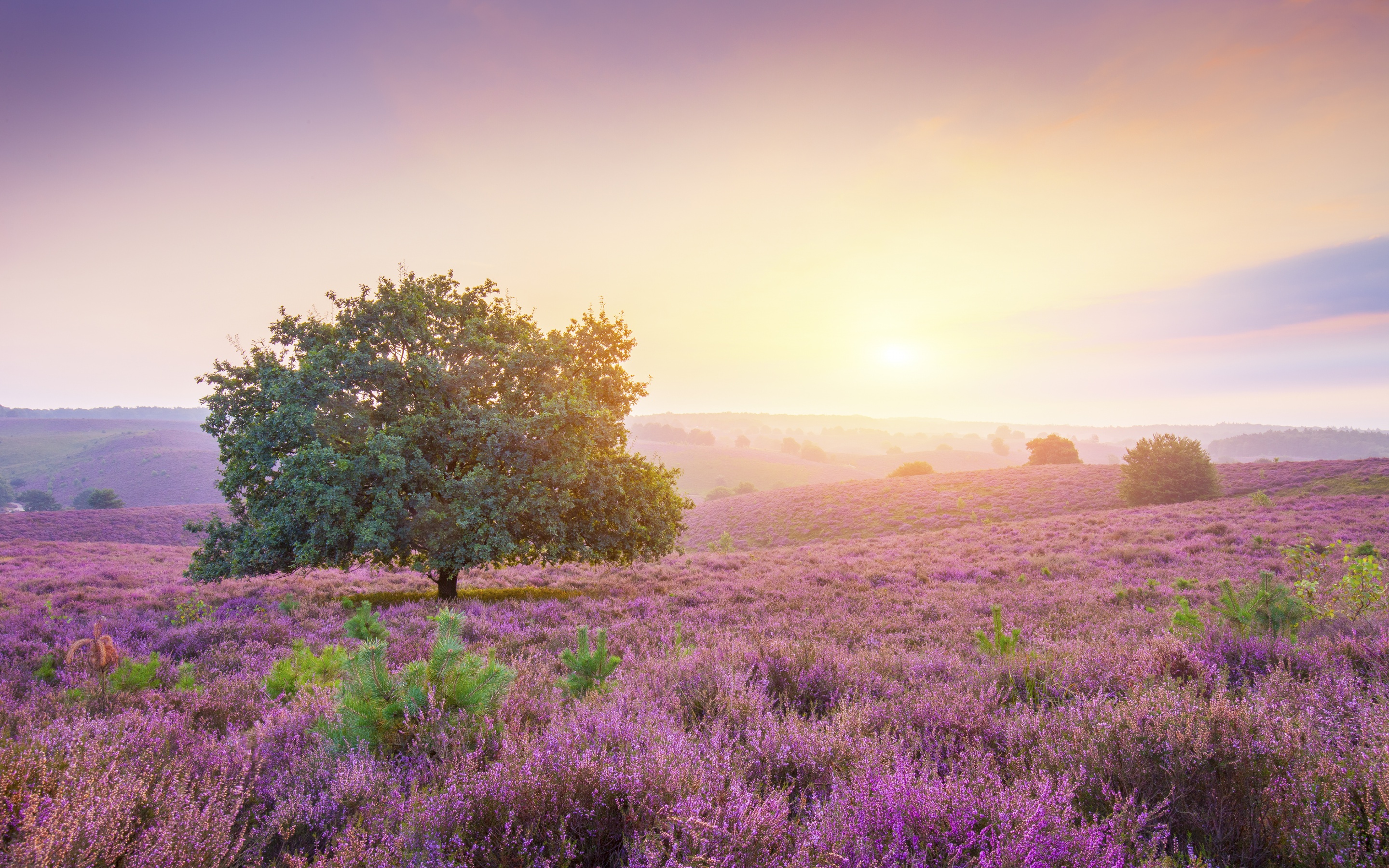 Spring Wallpaper 4K, Sunrise, Landscape