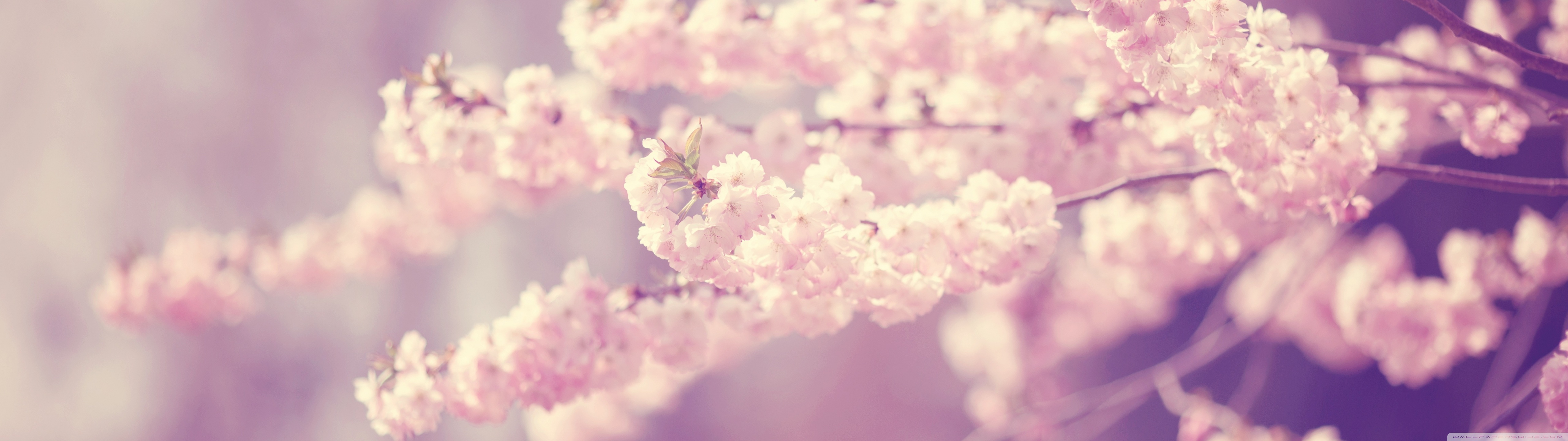 Pink Cherry Blossom Ultra HD Wallpaper