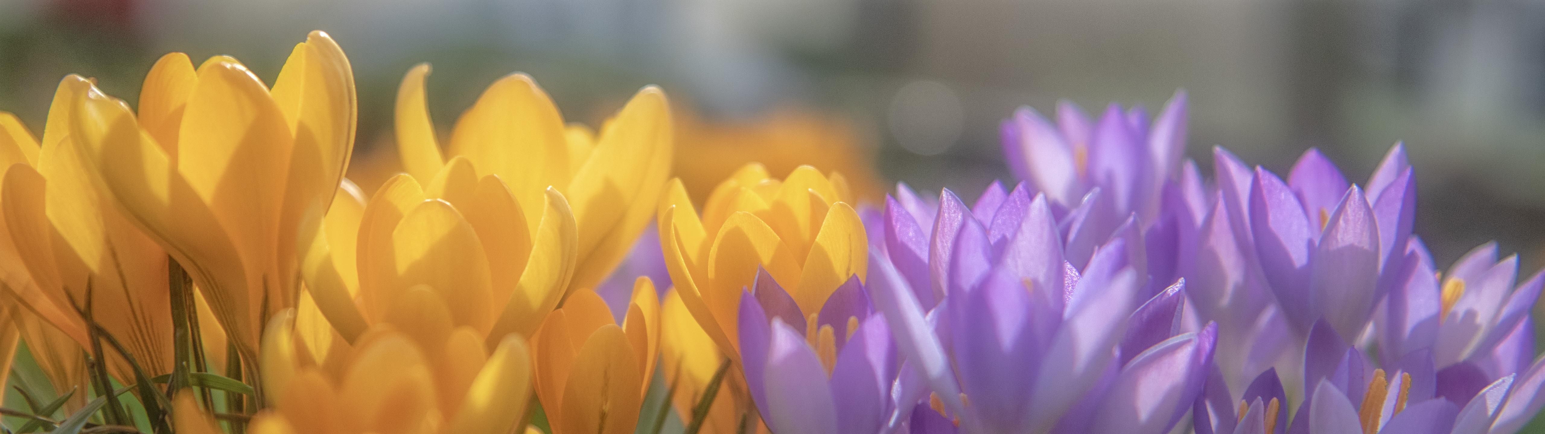 Flowers [5120x1440]